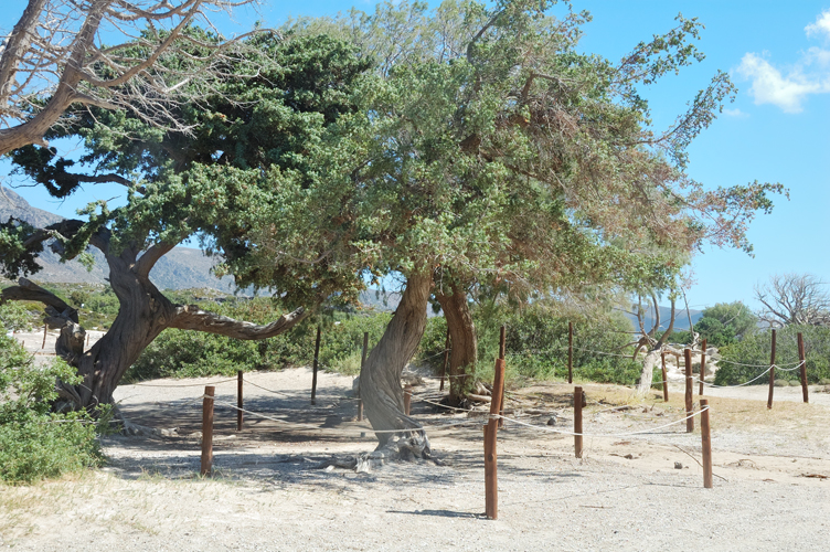 ../Images/Tamarisk_ tree.Elafonissi.Crete.jpg